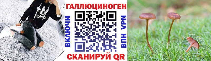 Псилоцибиновые грибы Cubensis Новоульяновск